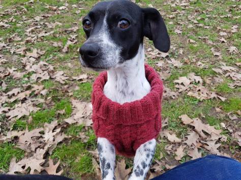 pull-tricot-torsade-chien-dog-knit-drops-bergere-de-france-fileco-vieille-morue-6